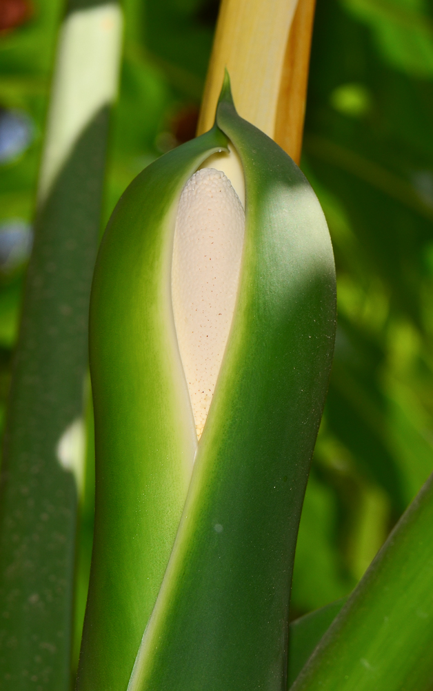 Image of Philodendron bipinnatifidum specimen.