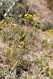 Bupleurum exaltatum. Верхушка цветущего растения. Южный Казахстан, горы Алатау (Даубаба), Восточный перевал, ~1620 м н.у.м. 04.07.2014.