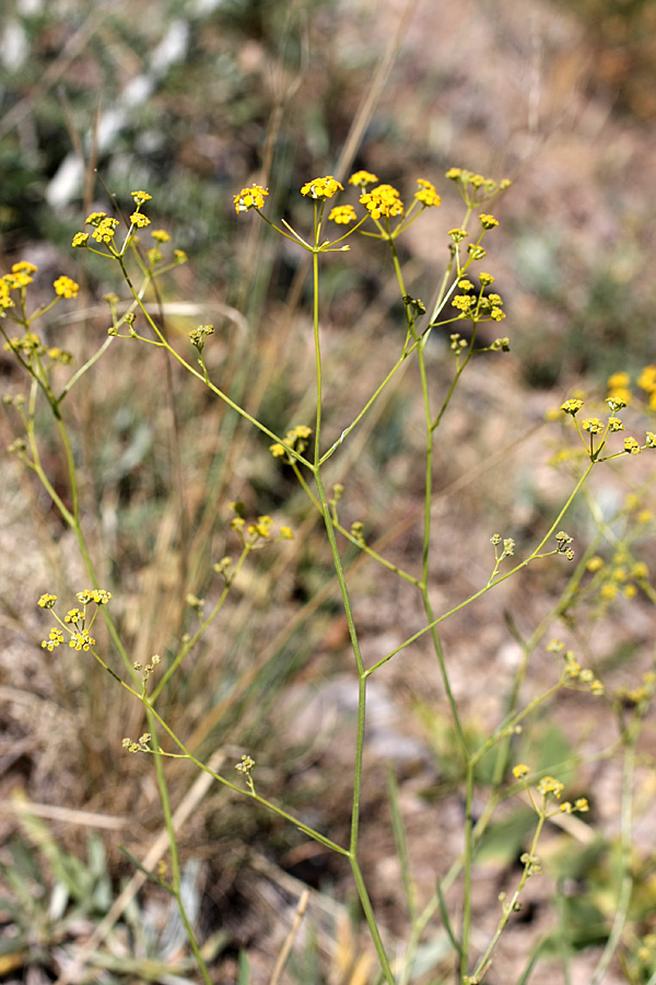 Image of Bupleurum exaltatum specimen.