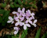 Cardamine quinquefolia