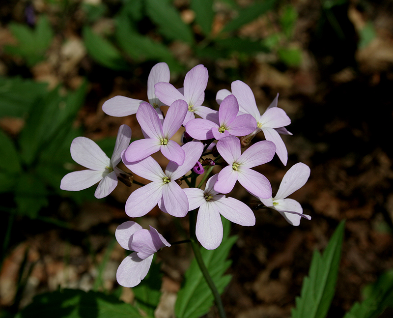 Image of Cardamine quinquefolia specimen.