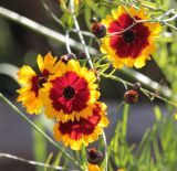 Coreopsis tinctoria