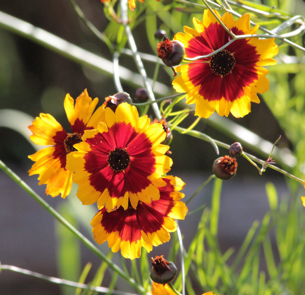 Image of Coreopsis tinctoria specimen.