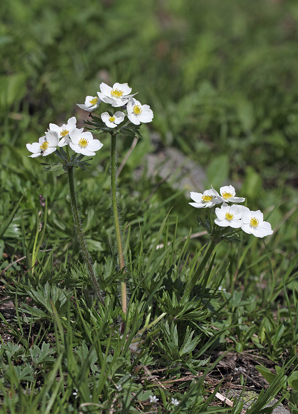 Изображение особи Anemonastrum sibiricum.