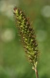 Setaria pumila
