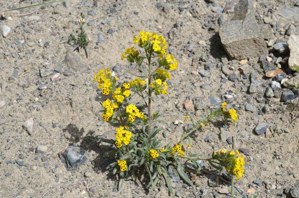 Image of Arnebia tibetana specimen.