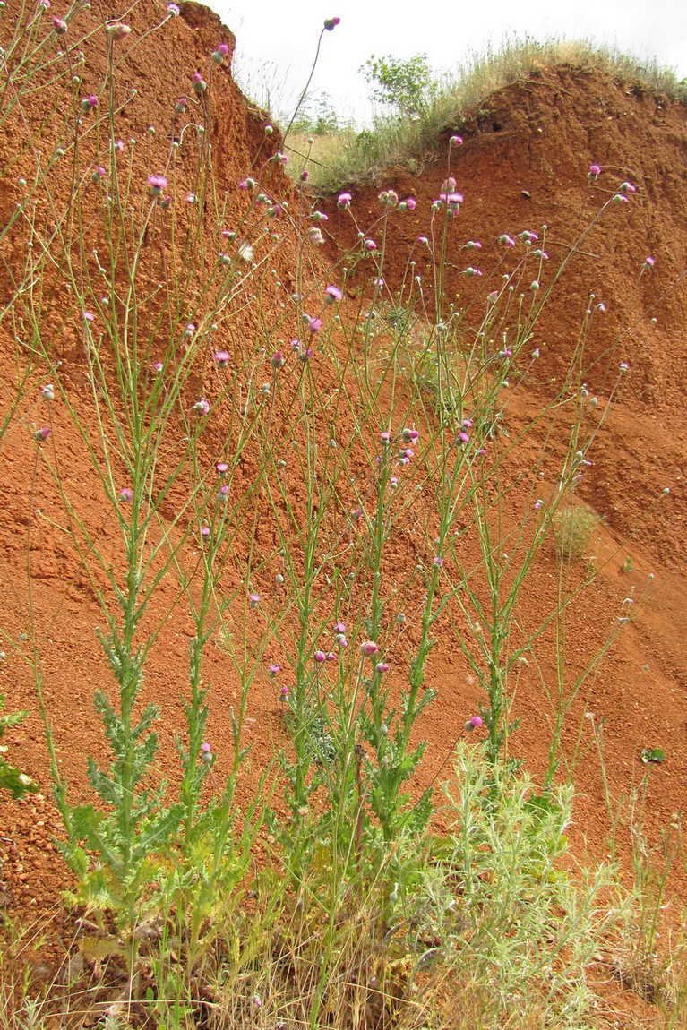 Image of Tyrimnus leucographus specimen.