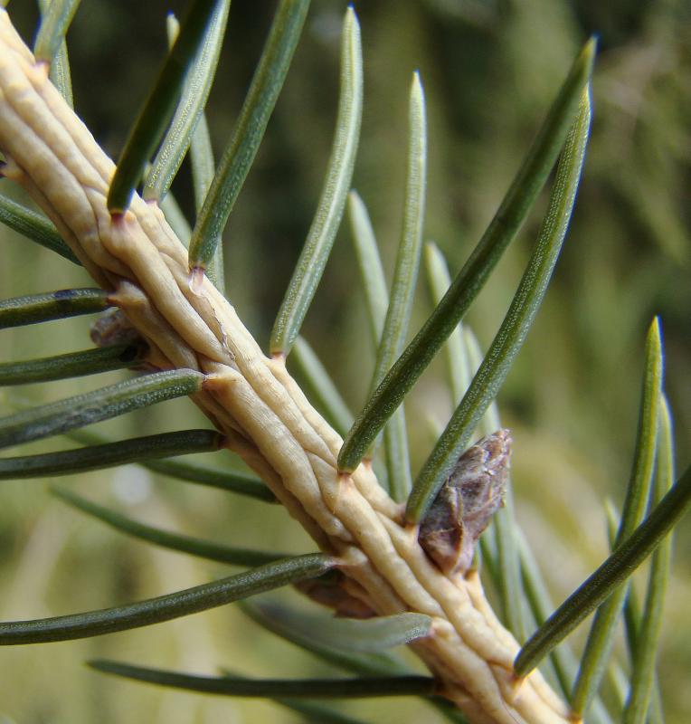 Изображение особи Picea abies.