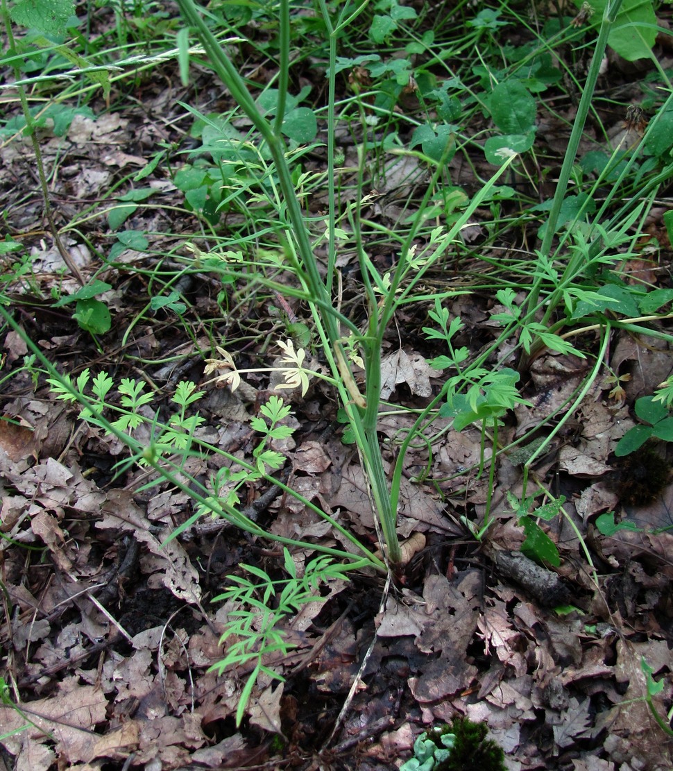 Изображение особи Oenanthe pimpinelloides.