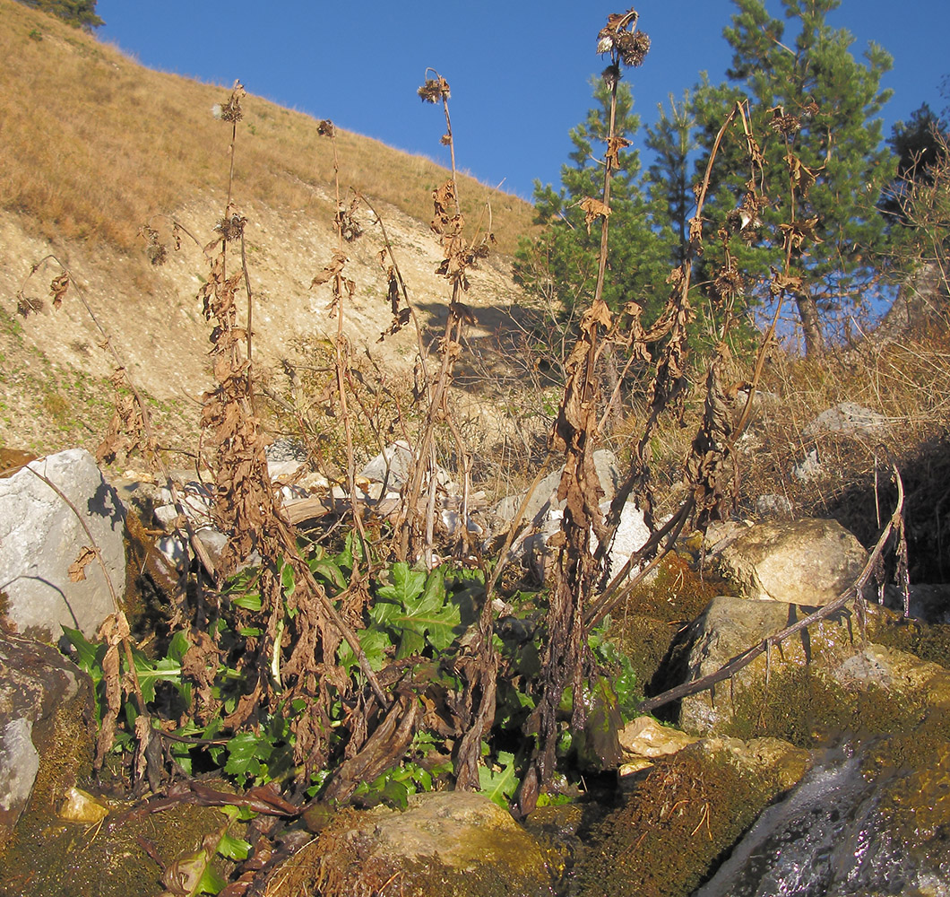 Image of Cirsium sychnosanthum specimen.