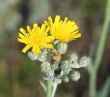 Pilosella echioides