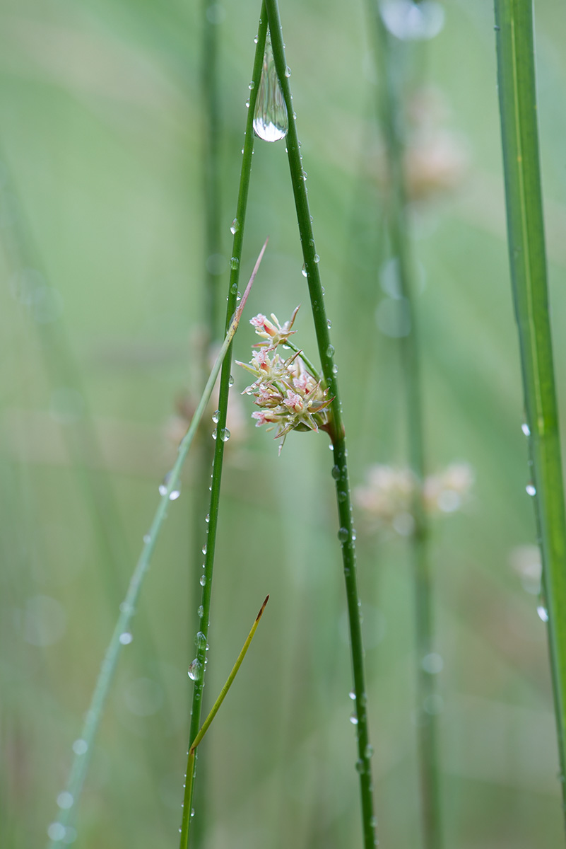 Изображение особи Juncus filiformis.