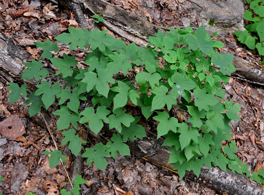 Изображение особи Dioscorea nipponica.