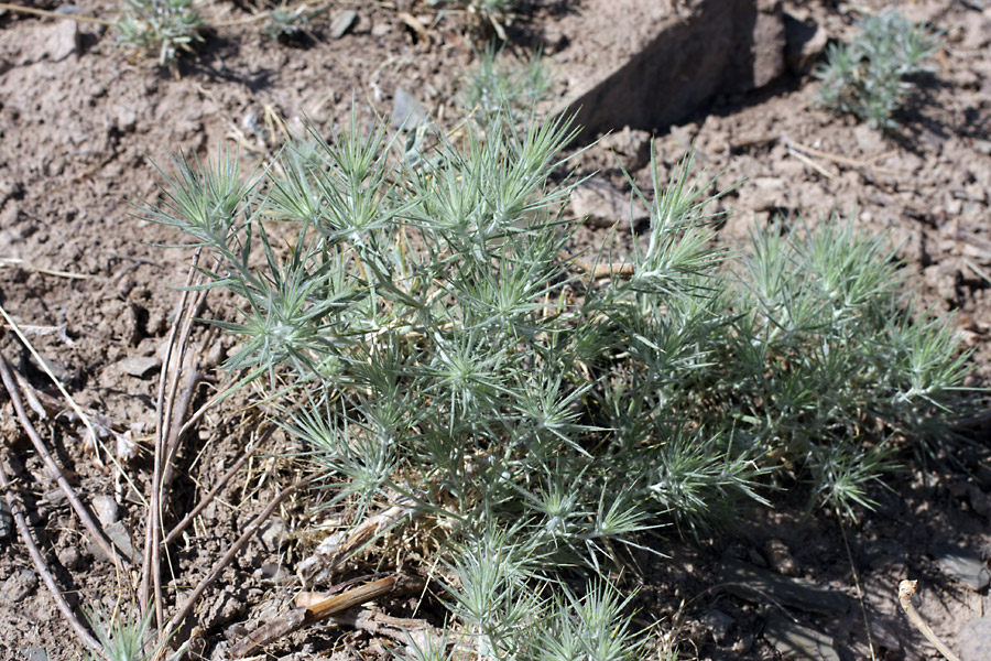 Изображение особи Ceratocarpus arenarius.