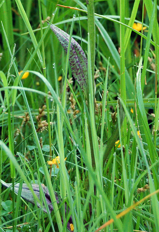 Изображение особи Dactylorhiza &times; kerneriorum.