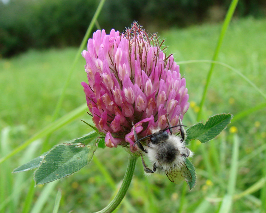 Изображение особи Trifolium pratense.