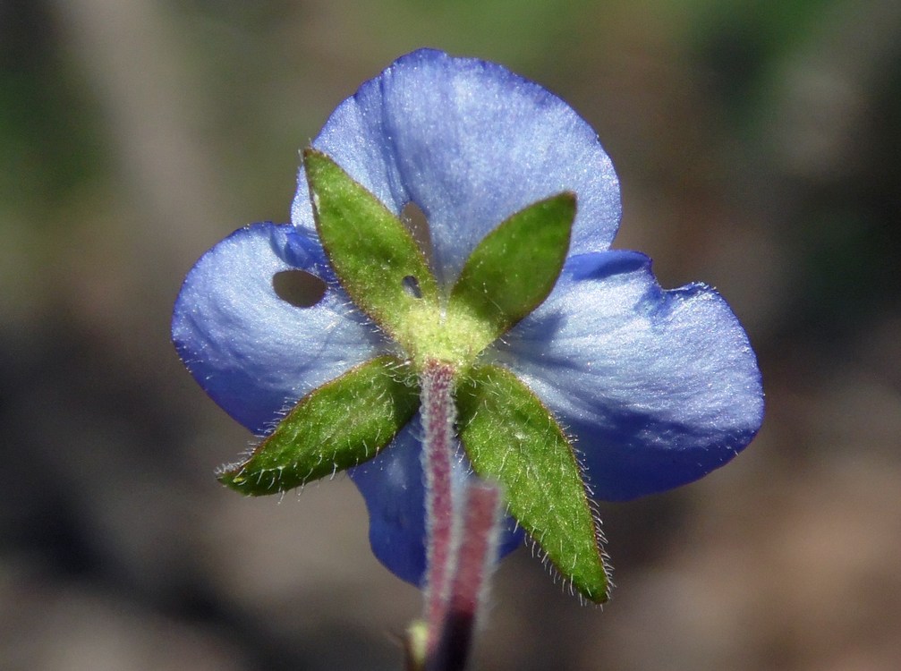 Image of Veronica umbrosa specimen.