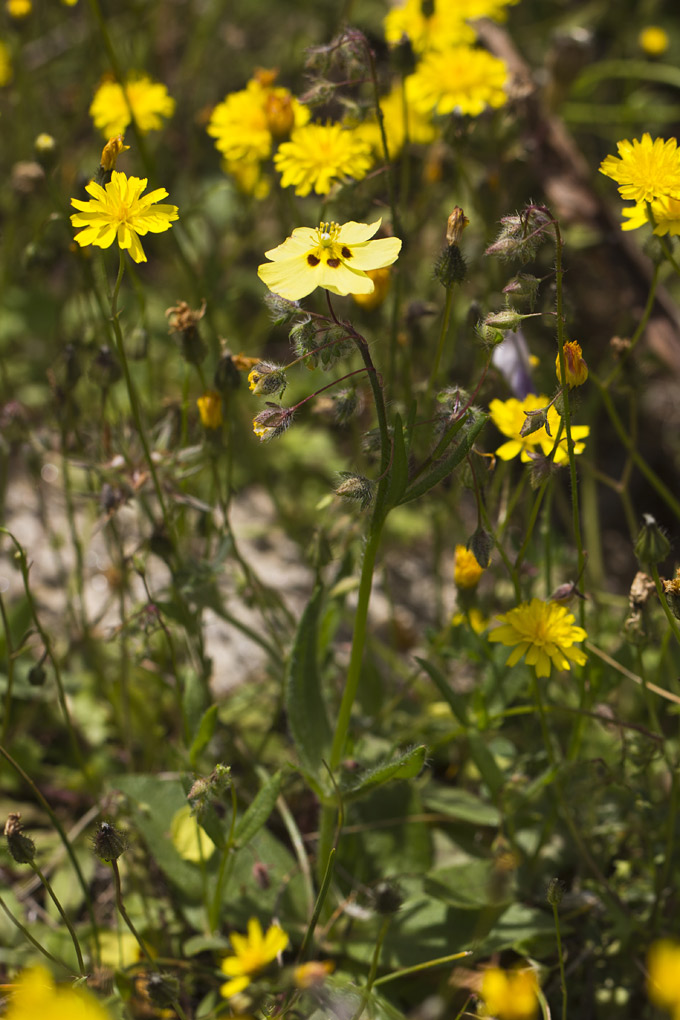 Image of Tuberaria guttata specimen.