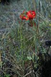 Lilium pumilum