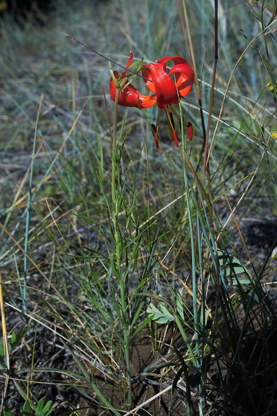 Image of Lilium pumilum specimen.