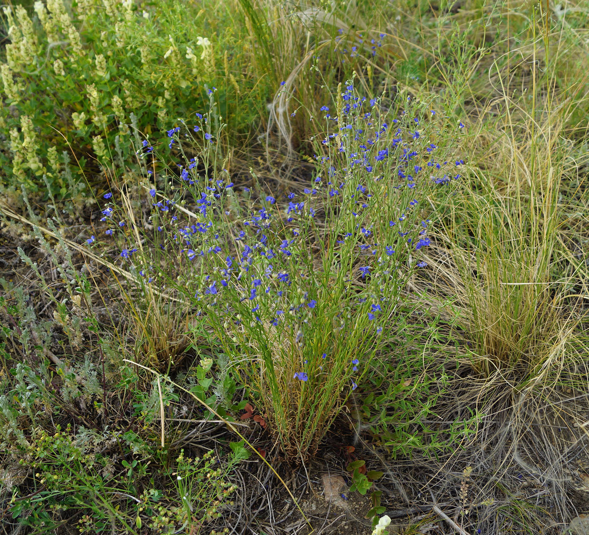 Image of Linum perenne specimen.