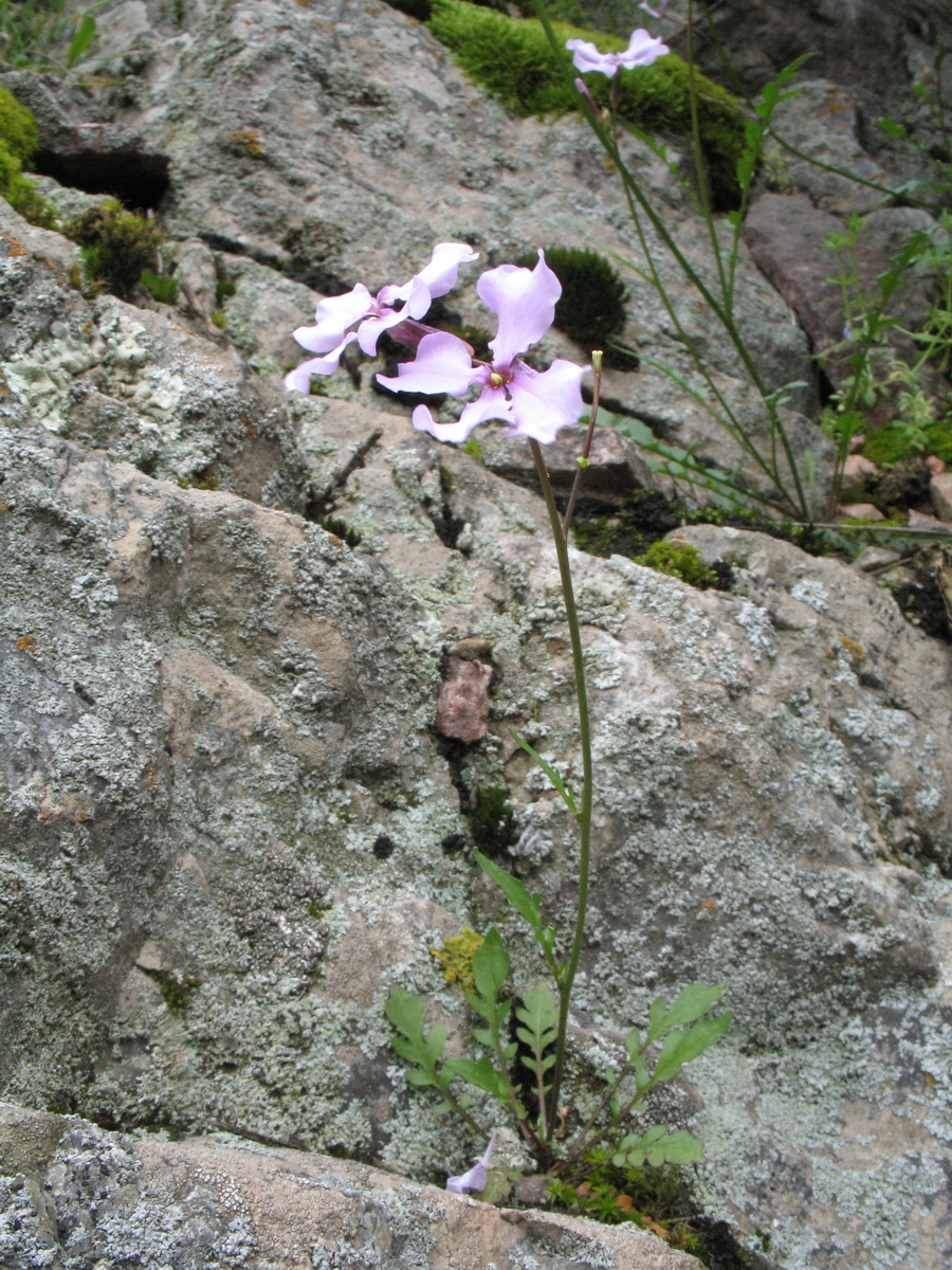 Image of Parrya subsiliquosa specimen.
