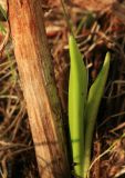 Dactylorhiza incarnata. Побег в начале вегетации у основания прошлогоднего генеративного побега. Костромская обл., окраина г. Кострома, долина р. Солонка, заболоченный участок. 05.05.2016.