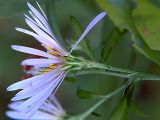 Symphyotrichum novi-belgii. Соцветие, вид сбоку. Санкт-Петербург. 16.09.2009.