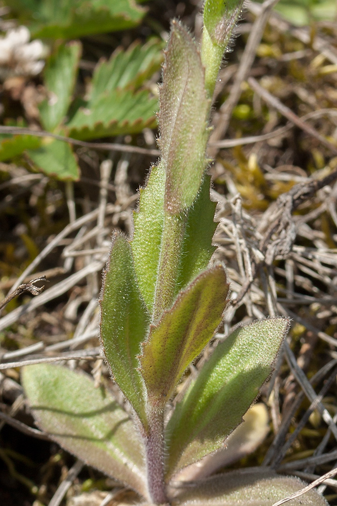 Image of Draba nemorosa specimen.