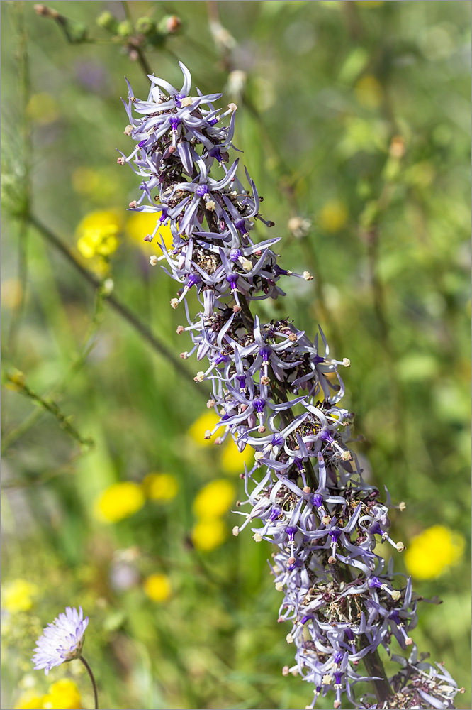 Изображение особи Petromarula pinnata.