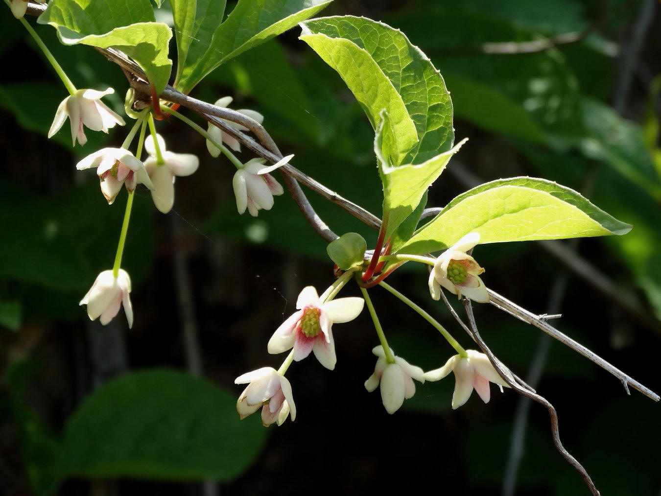 Изображение особи Schisandra chinensis.