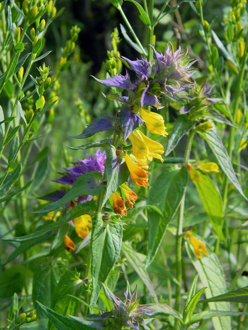 Изображение особи Melampyrum nemorosum.