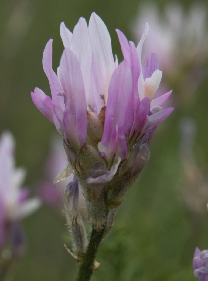 Image of Astragalus jelenevskyi specimen.