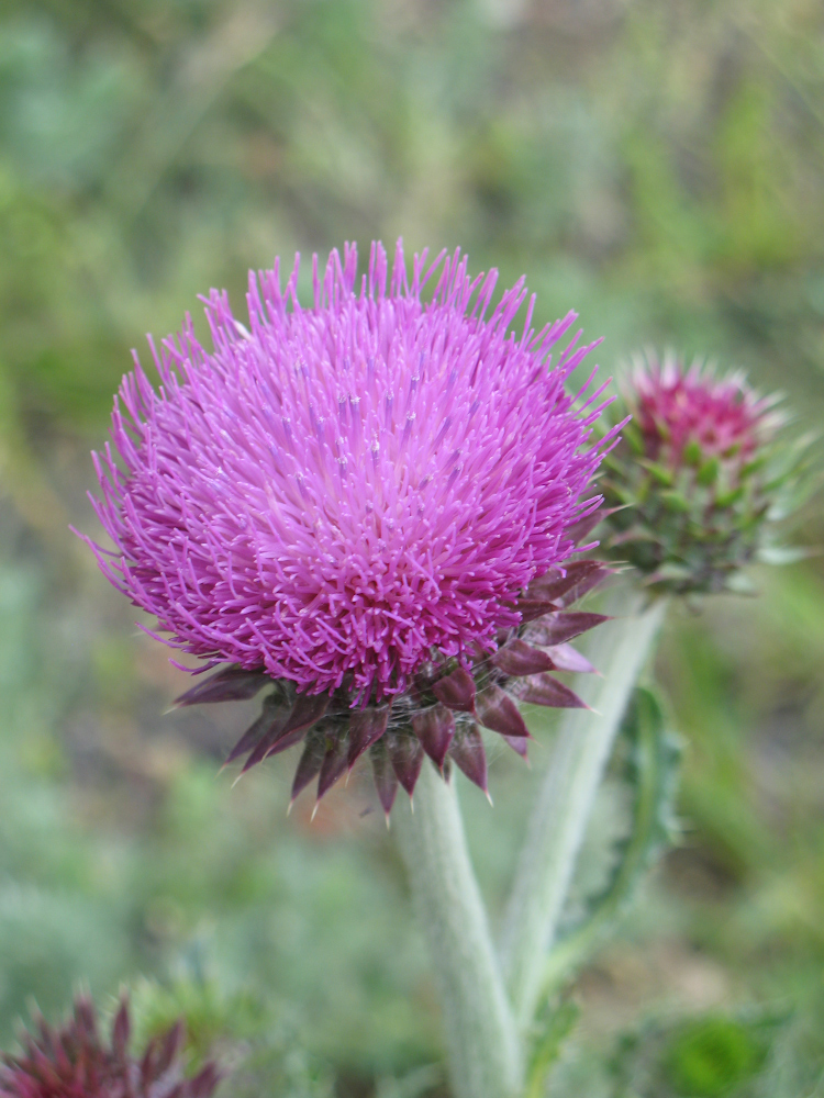 Image of Carduus thoermeri specimen.