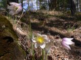 Pulsatilla uralensis