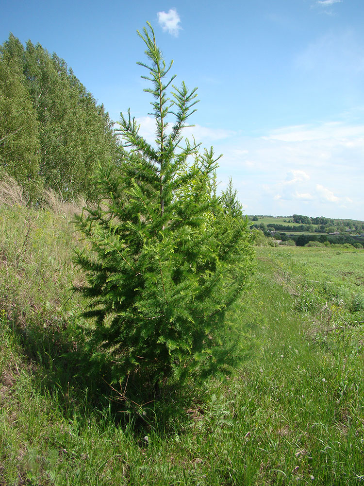 Изображение особи Larix sibirica.