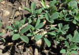род Medicago