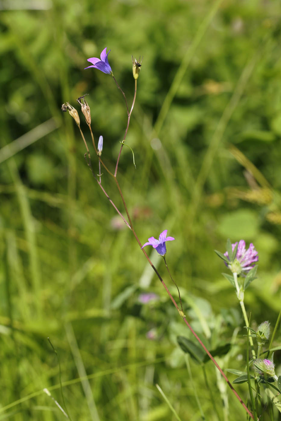 Изображение особи Campanula patula.