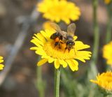 Anthemis tinctoria