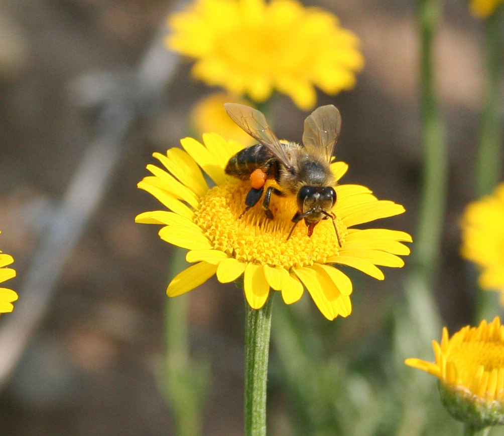 Изображение особи Anthemis tinctoria.