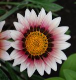 Gazania × hybrida