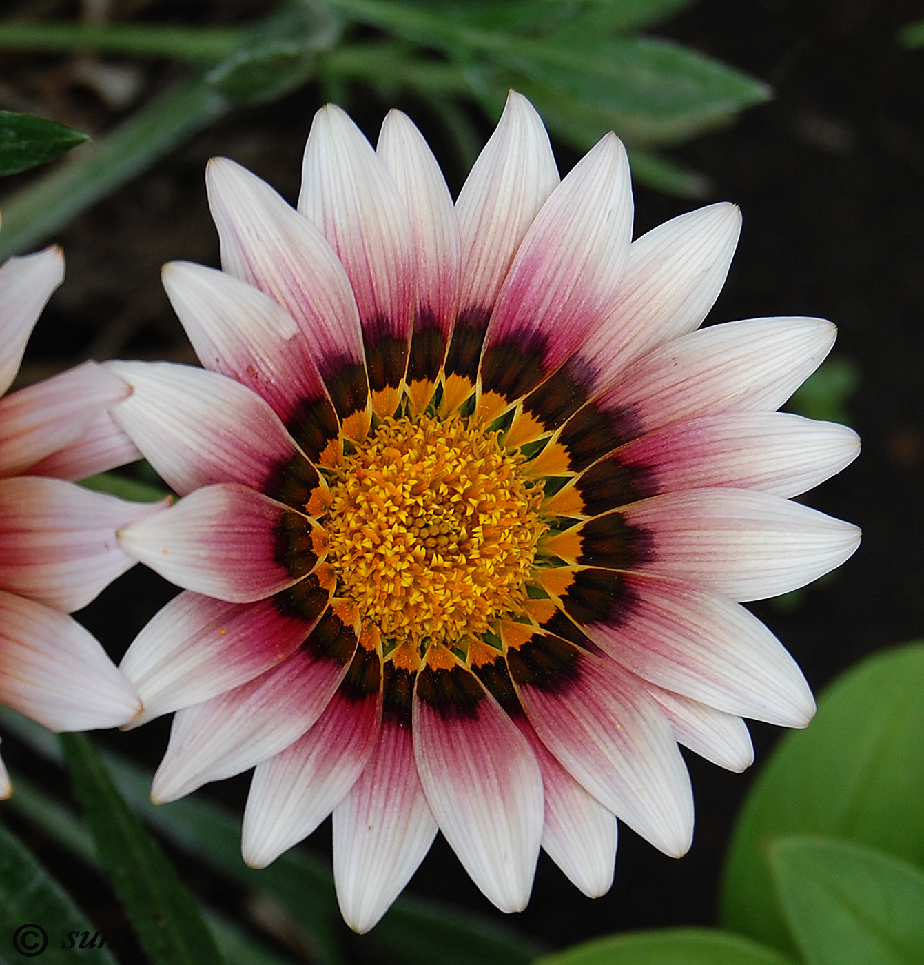 Image of Gazania &times; hybrida specimen.