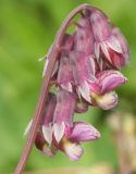 Lathyrus pisiformis