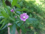 Epilobium hirsutum