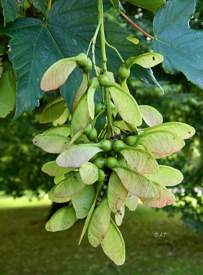 Image of Acer pseudoplatanus specimen.