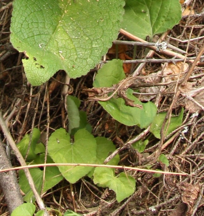 Image of Verbascum nigrum specimen.