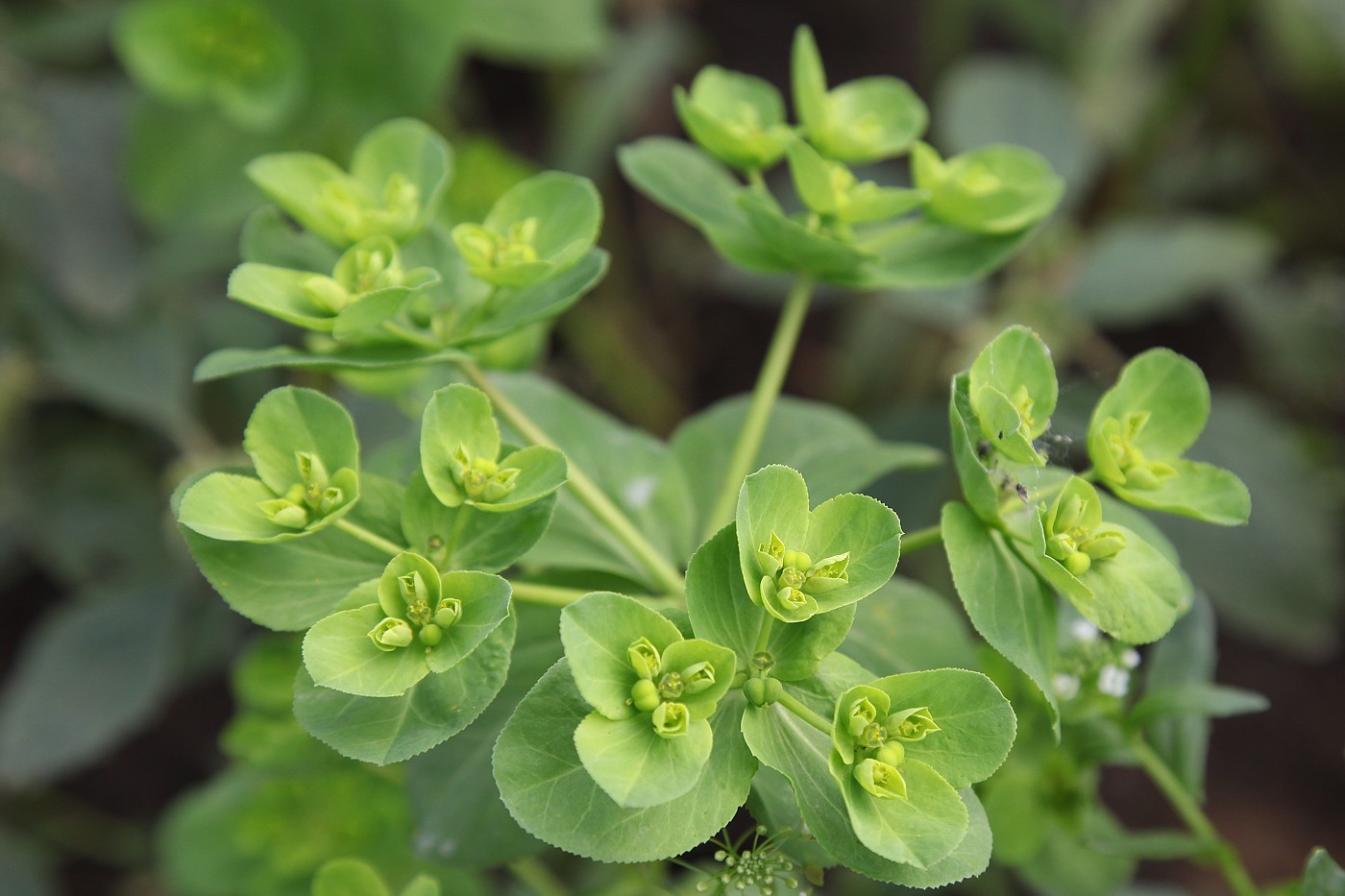 Изображение особи Euphorbia helioscopia.