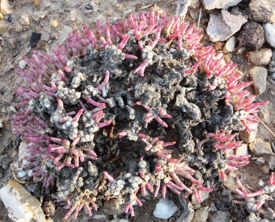 Image of Anabasis cretacea specimen.