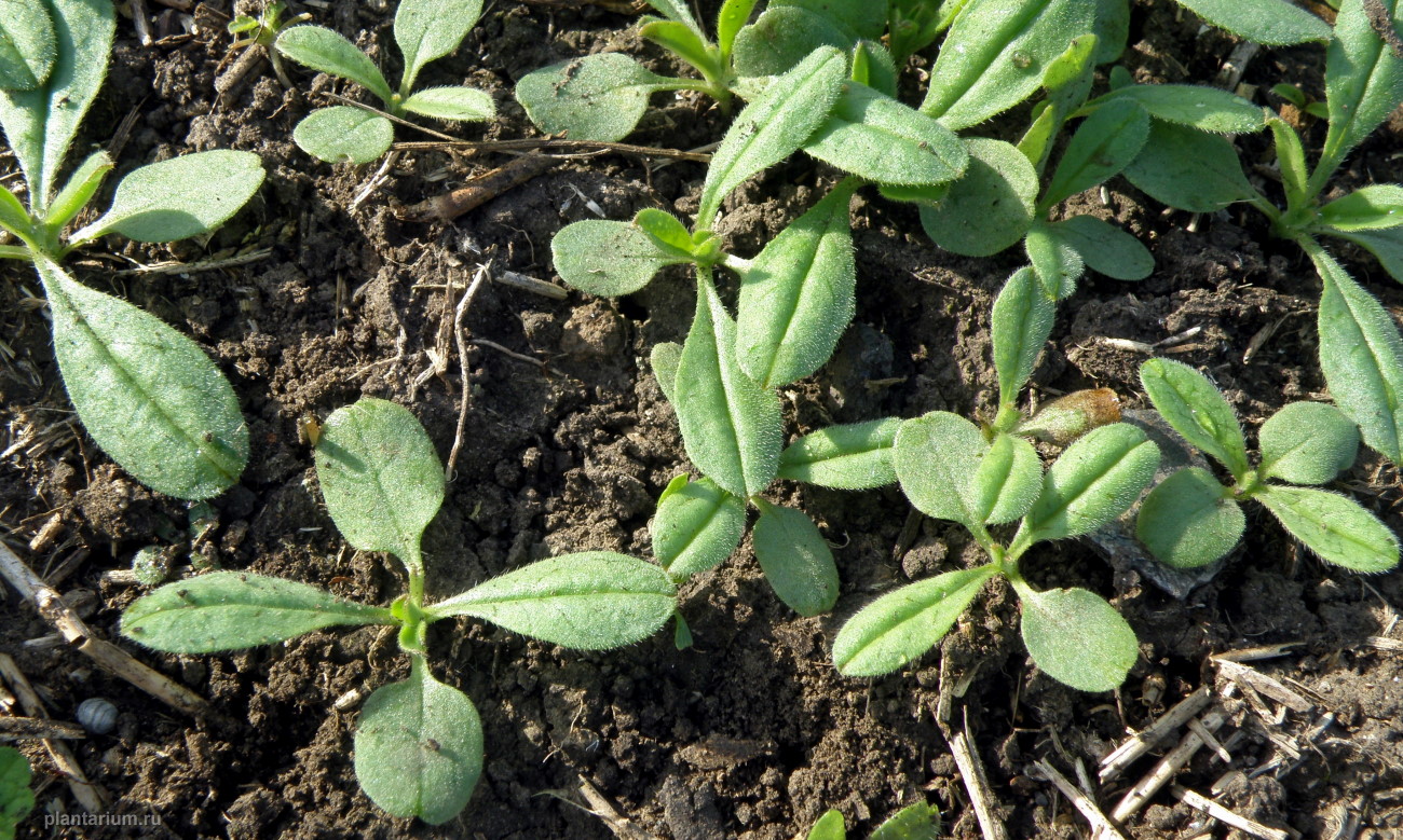 Image of Buglossoides arvensis specimen.