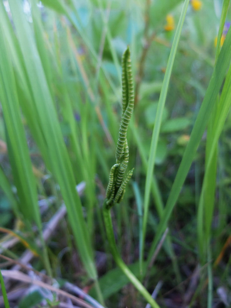 Image of Ophioglossum vulgatum specimen.